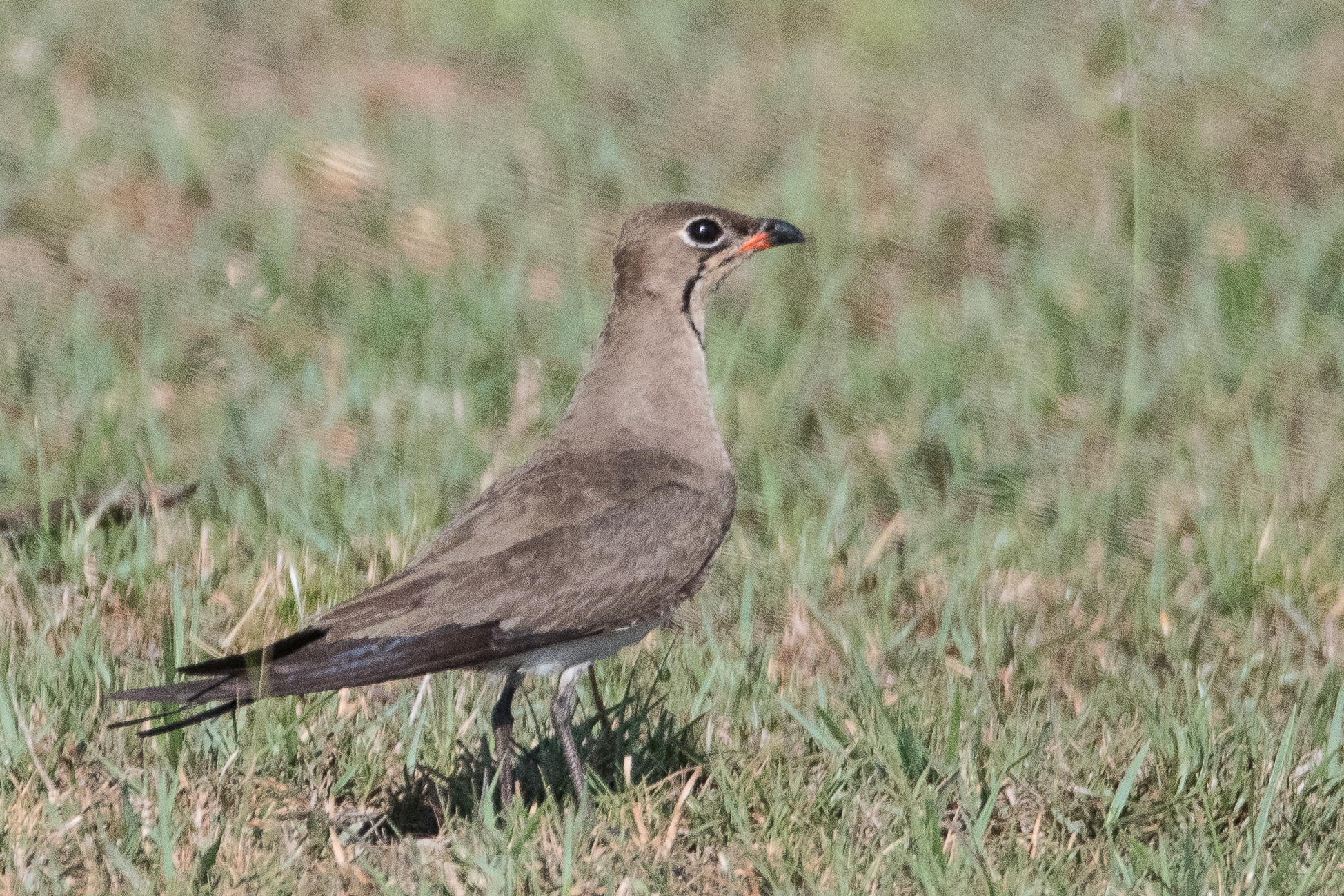 Glaréole à collier adulte (Collared pratincole, Glareola pratincola),   Kwando reserve, Delta de l'Okavango, Botswana.